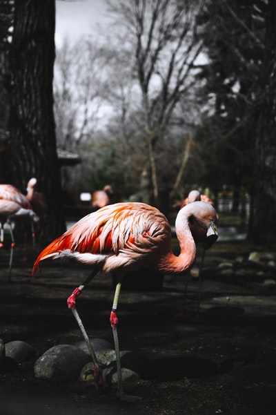 A group of flamingos water
